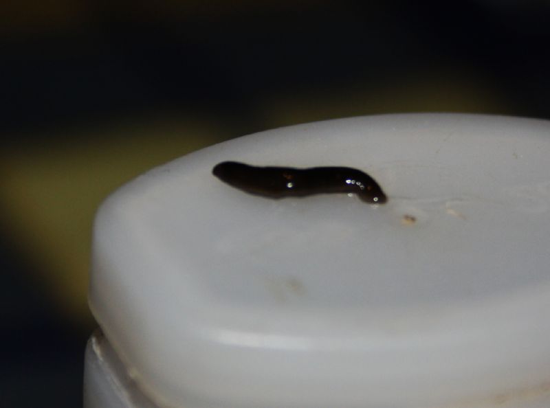 Sanguisuga? S, Anellida Hirudinea Erpobdellidae
